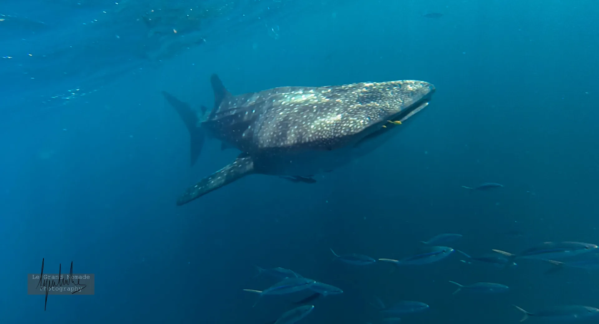 Requin-Baleine photo 2